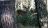 Un ejemplar de corzo en un bosque cercano a Lubia. /SN