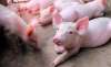 Foto 1 - La nueva regulación para las explotaciones porcinas incidirá en la sanidad animal y la bioseguridad 