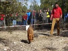 Una imagen del campeonato de este domingo en Abejar. /SN