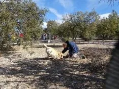 Una imagen del campeonato de este domingo en Abejar. /SN
