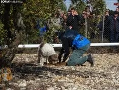 Una imagen del campeonato de este domingo en Abejar. /SN