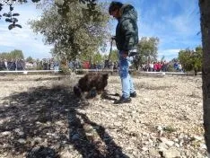 Una imagen del campeonato de este domingo en Abejar. /SN