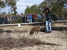 Una imagen del campeonato de este domingo en Abejar. /SN