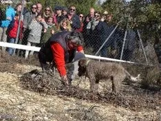 Una imagen del campeonato de este domingo en Abejar. /SN