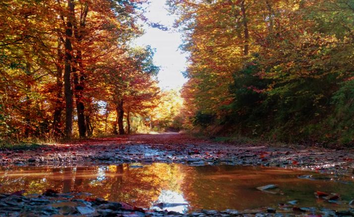 Una imagen del Hayedo del Moncayo en las inmediaciones del paraje de Las Canalejas. /SN