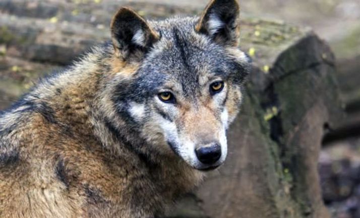 El TSJCyL rechaza aumentar la condena a la Junta por los lobos abatidos al amparo del plan de caza anulado