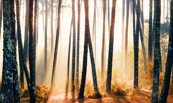 La Junta abordará un plan para evaluar las repercusiones sobre la Red Natura 2000 y la afección al medio Natural