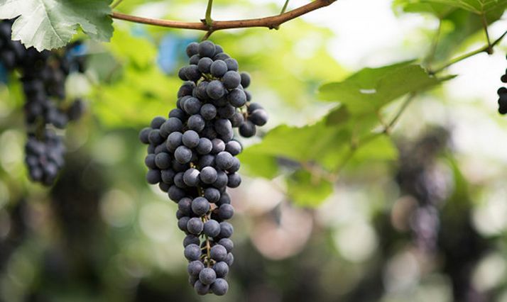 El PSOE, satisfecho con el ciclo de Vitivinicultura para San Esteban