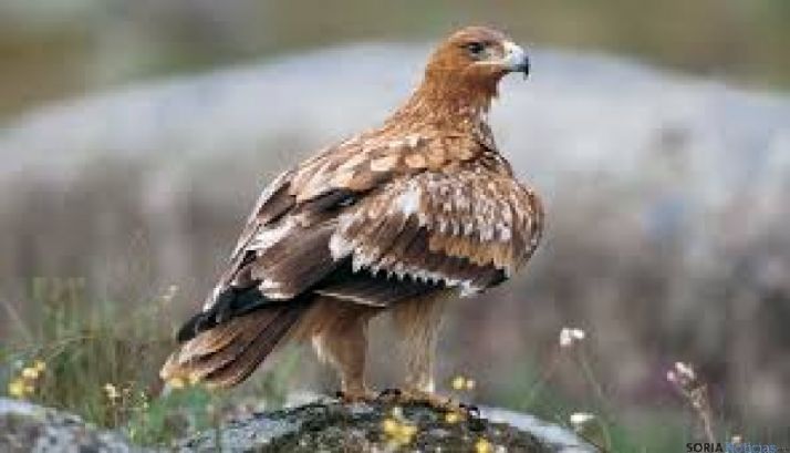 La presencia del águila imperial ibérica supera el centenar de territorios en la Comunidad