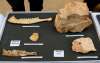 Fósiles encontrados en la Sima del Elefante, en Atapuerca. /Jta.