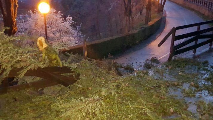 Un árbol derribado esta madrugada en la subida al castillo, en Soria capital. /Ayto.