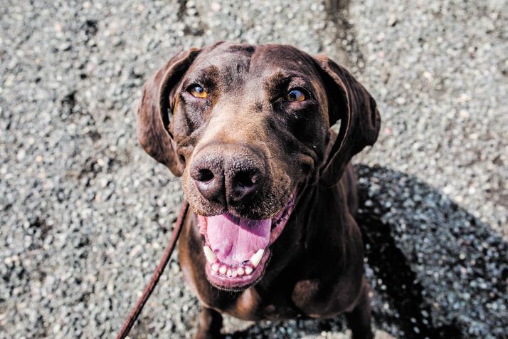 Mascotas y coronavirus; 10 recomendaciones de los profesionales