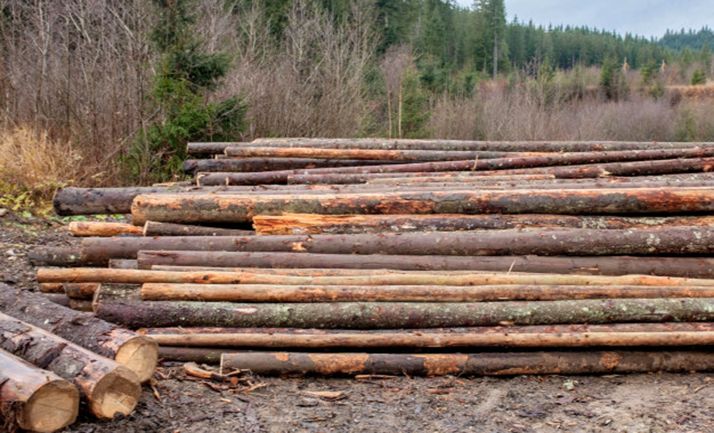 Casarejos licita 1.600 Tm de pinos