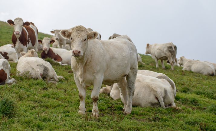 El cerrojazo a la hostelería por el COVID-19 también afecta al campo