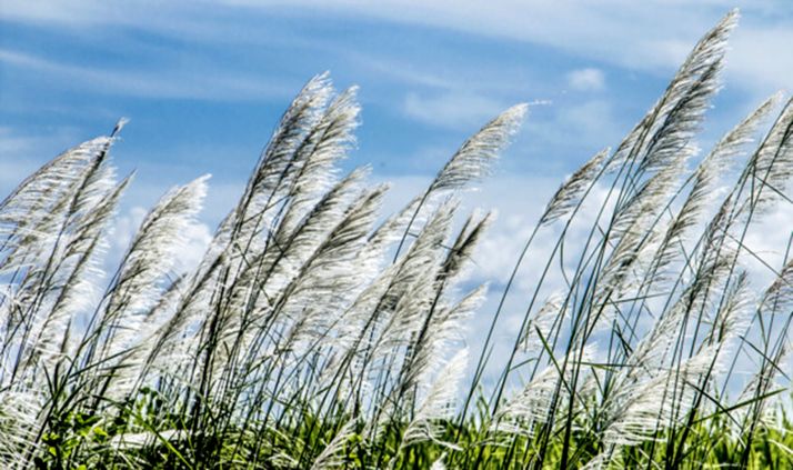 El viento alcanza los 123 kilómetros por hora en El Burgo