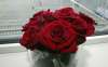 Rosas rojas producidas en Garray.
