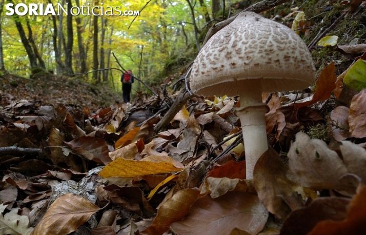 Eviten la tentación, ir a coger setas sale más caro que nunca