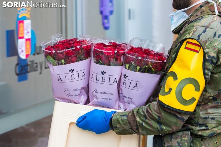 GALERÍA: La rosa más bonita del mundo como símbolo de agradecimiento en Soria