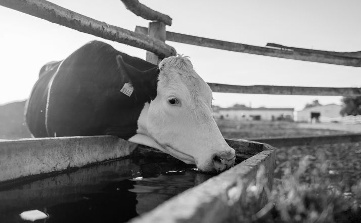 La Junta amplía el plazo para realizar las actividades subvencionables de suministro de agua a la ganadería