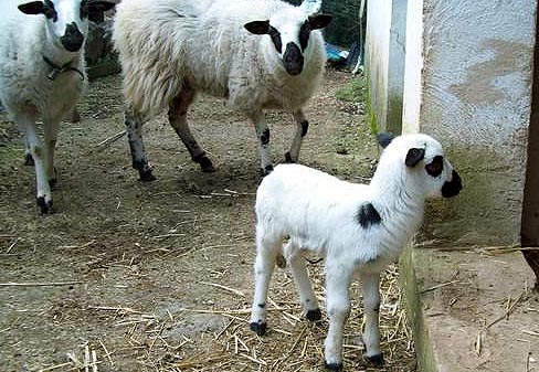 Un cordero de raza ojalada y dos reproductoras. 