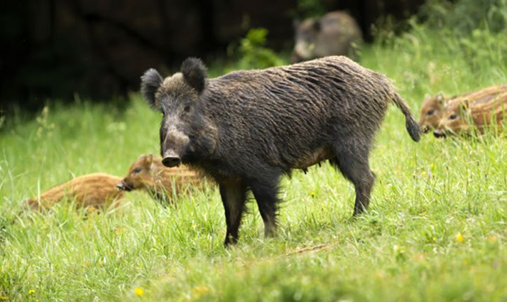 Una jabalina con sus rayones en un prado. 