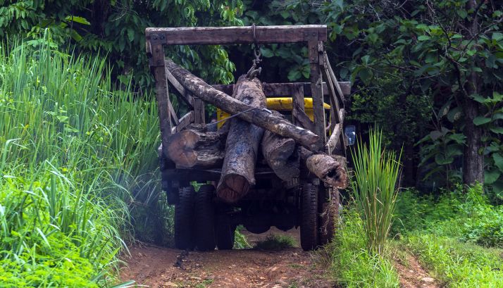 Cesefor participa en un proyecto europeo para combatir el comercio ilegal de madera 