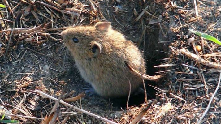 El observatorio de plagas del Itacyl ofrece información actualizada al sector agrario, a través de su web, ante el COVID-19