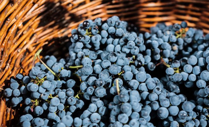 La Junta reclama al Ministerio que se establezca financiación adicional para el sector del vino por los problemas derivados del Covid-19