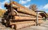 Foto 1 - La Junta licita en Soria 23 lotes de madera valorados en más de 1 M&euro;