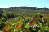 Foto 1 -  La del Vino Ribera del Duero, segunda ruta enoturística más visitada de España