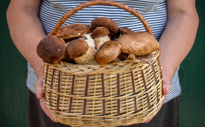 Los aprovechamientos micológicos por temporada en Covaleda estarán entre los 10 y los 50 euros