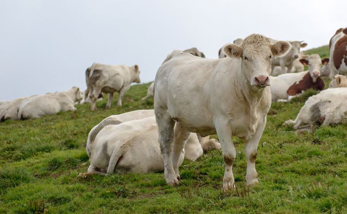 Salen las ayudas para la reposición de cabezas de ganado rumiante