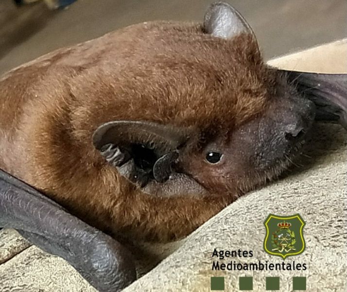 Agentes mediambientales de Almazán rescatan un murciélago catalogado como vulnerable