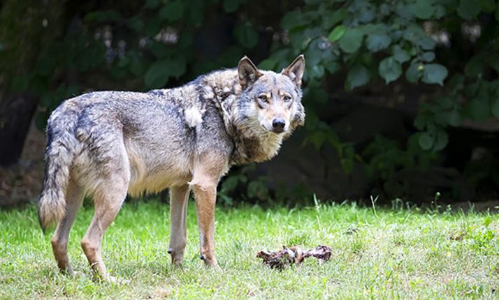ASDEN exige la prohibición de la caza del lobo por ser especie de Protección Especial