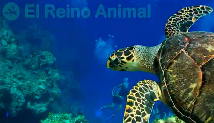 La profesora soriana Noemí del Río apoya a los escolares con vídeos didácticos