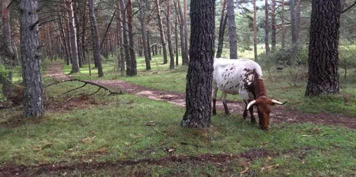 El PP pide mejoras en el Pinarcillo y que se impida el paso de ganado