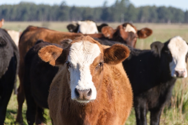 La Junta destina 200.000 euros a las ayudas de reposición de ganado