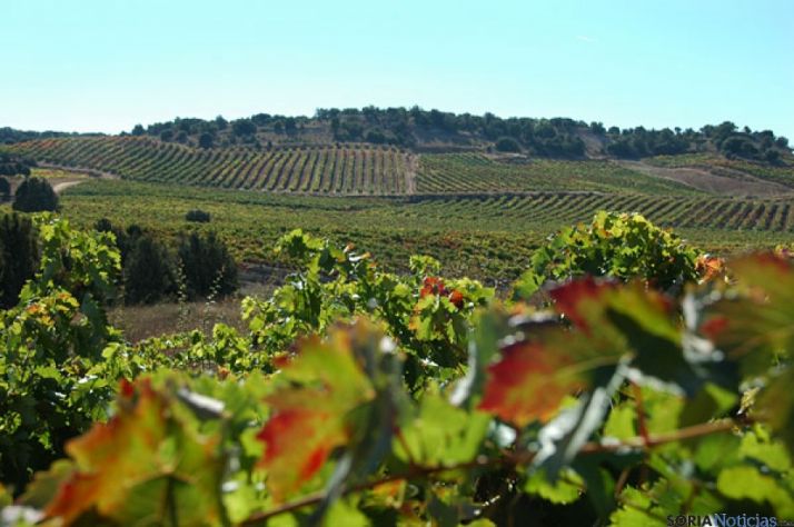  La del Vino Ribera del Duero, segunda ruta enoturística más visitada de España