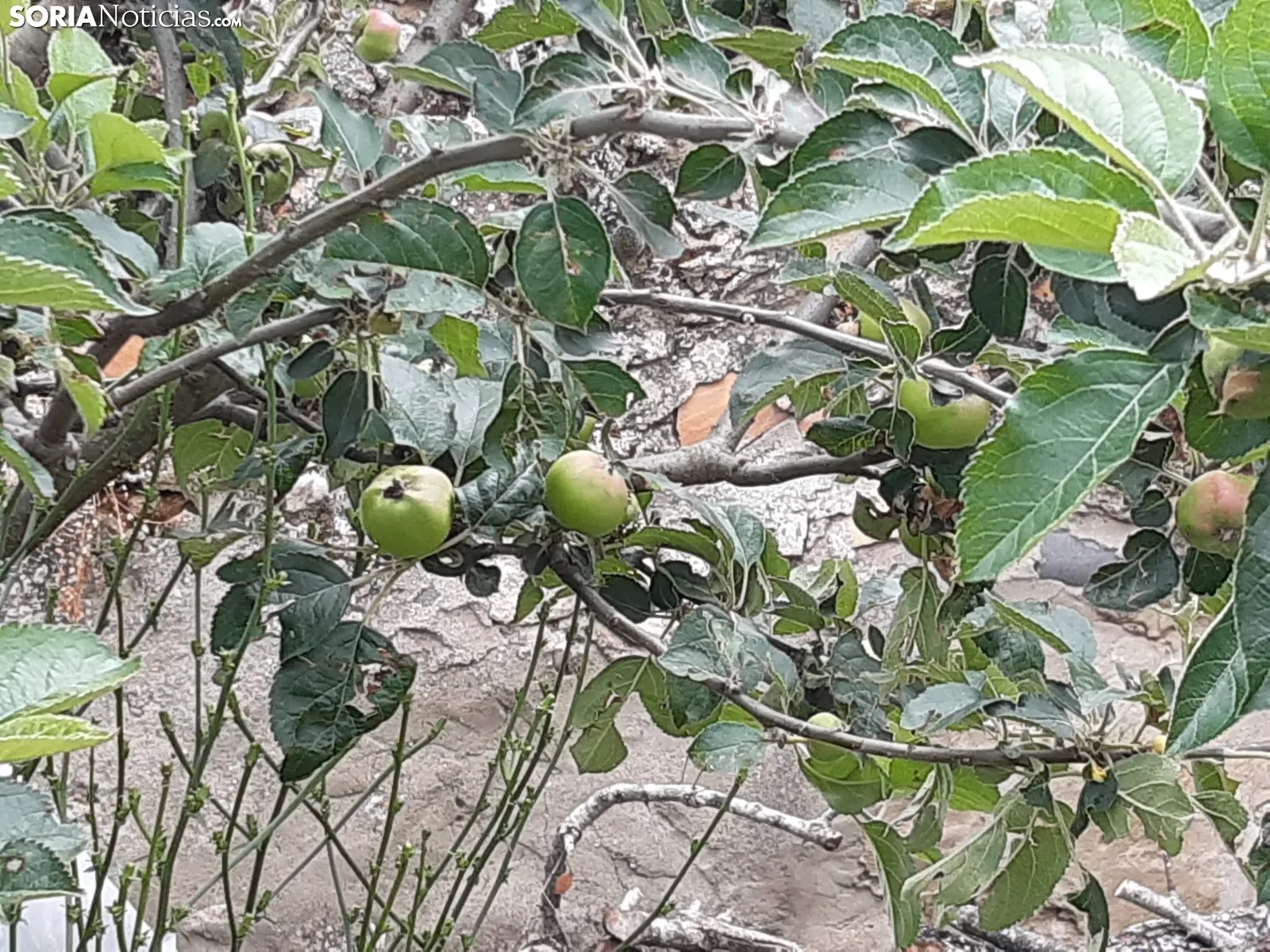 La naturaleza se ha adueñado de los pueblos sorianos.