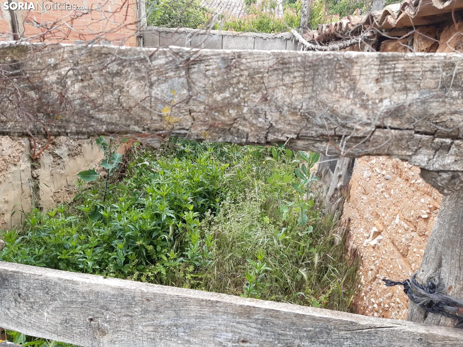La naturaleza se ha adueñado de los pueblos sorianos.