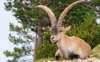 Foto 1 - Absueltos tras ser acusados de abatir cabras hispánicas en la reserva de la Sierra de Gredos