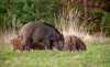 Foto 1 - El sector agroganadero, preocupado por el aumento de fauna silvestre por ausencia de caza