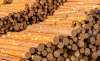 Foto 1 - Aprobados seis pliegos de aprovechamientos maderables por 975.000 &euro;