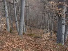 Foto 3 - Soria reducir&aacute; la vulnerabilidad de los bosques frente al cambio clim&aacute;tico