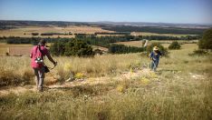 Foto 3 - Labores de desbroce en el Ecoparque de Andaluz