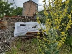 La naturaleza se ha adueñado de los pueblos sorianos.
