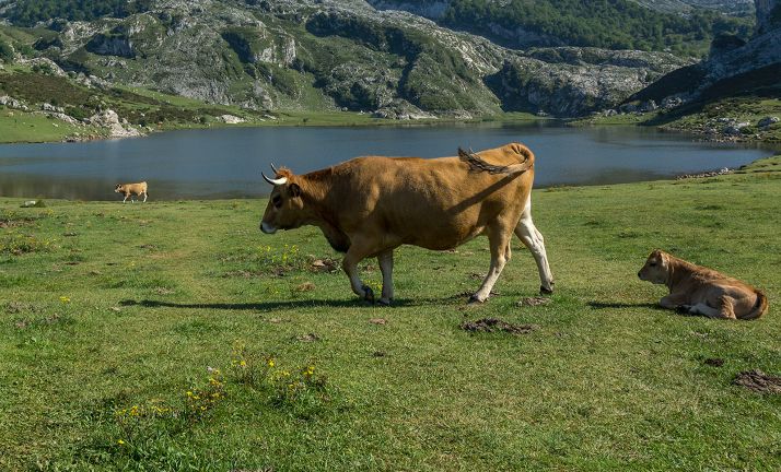 Toda la provincia tiene ya sus cebaderos calificados para la tuberculosis y la brucelosis en la especie bovina
