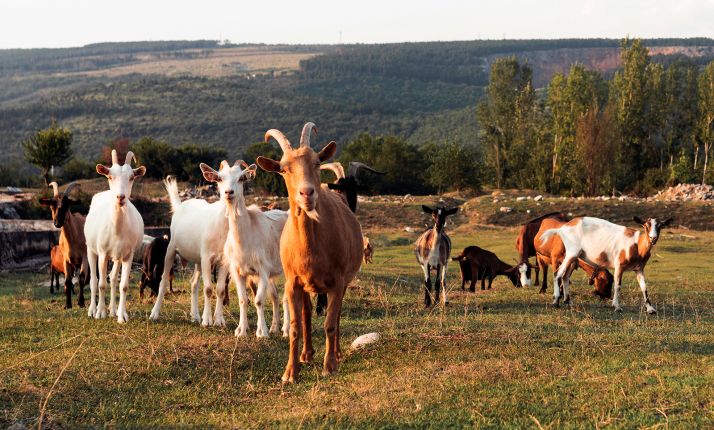 La Junta aporta casi 2,5 M&euro; para los ganaderos de ovino y caprino 