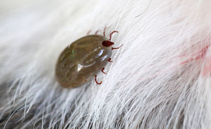 La garrapata es uno de los vehículos de contagio de esta infección. 