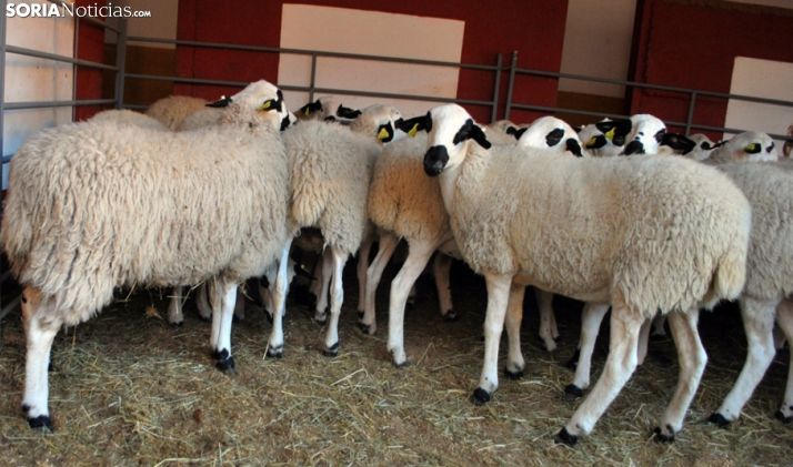 CyL pide al Gobierno ayudas para potenciar el sector del ovino con la nueva PAC